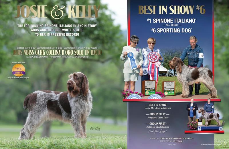 Spinone Italiano - Complete History and Development - Project Upland