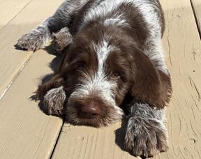 italian spinone dogs for sale